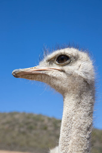 Struisvogels in Klein Karoo - Zuid-Afrika  - Foto, afbeelding