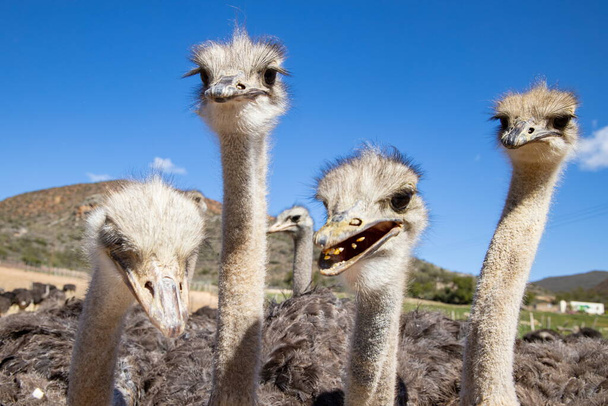 Avestruces en el Klein Karoo - Sudáfrica  - Foto, imagen
