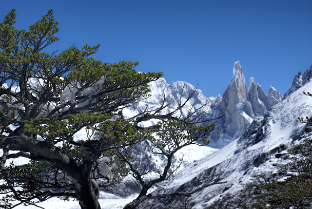 Los Glaciaresin kansallispuisto - Valokuva, kuva