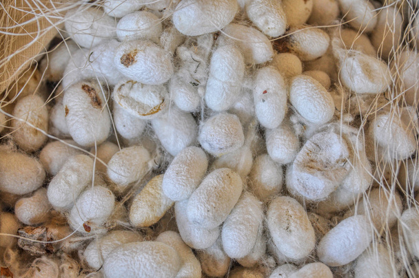 Silk cocoons - Photo, Image