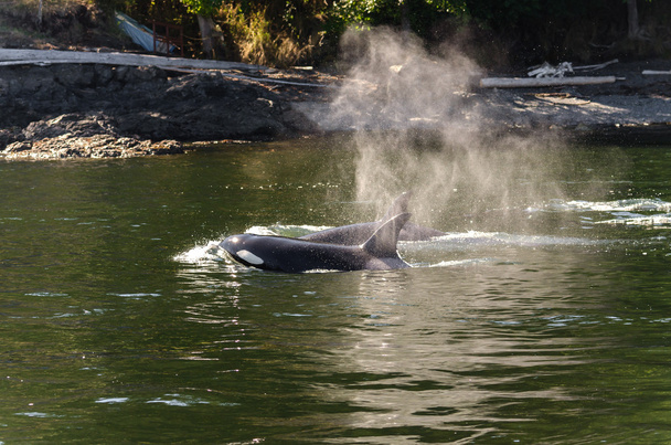 Schwertwale im Vancouver - Foto, Bild