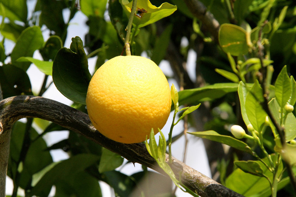 Limões na árvore de limão - Foto, Imagem