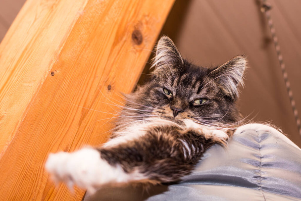 dear fluffy maine coon cat lies in its bed and stretches out one paw - Foto, imagen