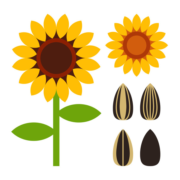 Sunflowers and seed symbol - Vector, imagen