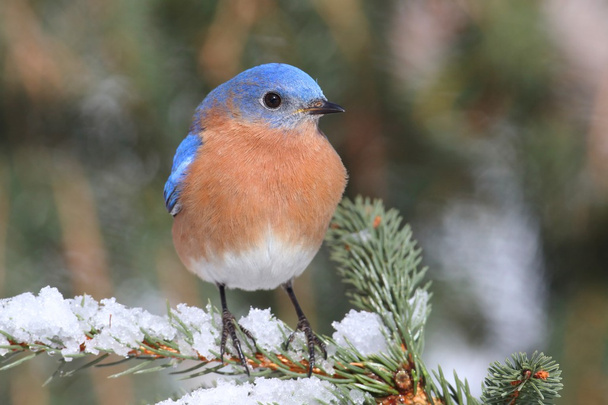 Hombre Eastern Bluebird en la nieve
 - Foto, Imagen