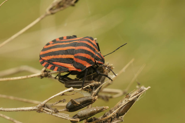 Detailed colorful closeup on an Italian red striped shieldbug, Graphosoma italicum sitting on dried vegetation - Photo, Image