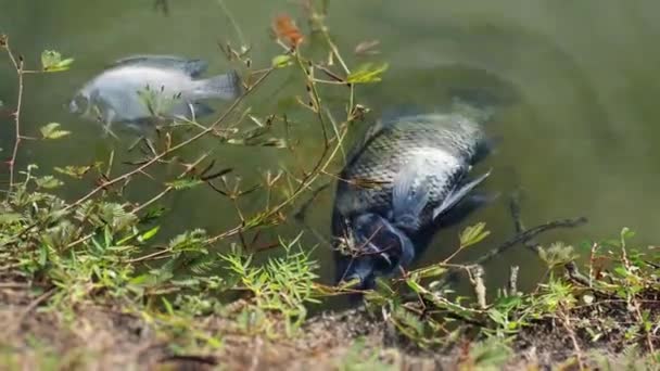 Fish dying from polluted water. concept of the impact of water pollution - Footage, Video