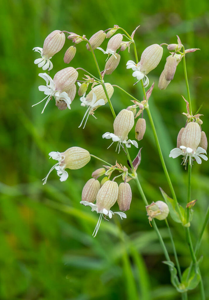 Silene vulgaris, or flake - a perennial herb. - Photo, Image