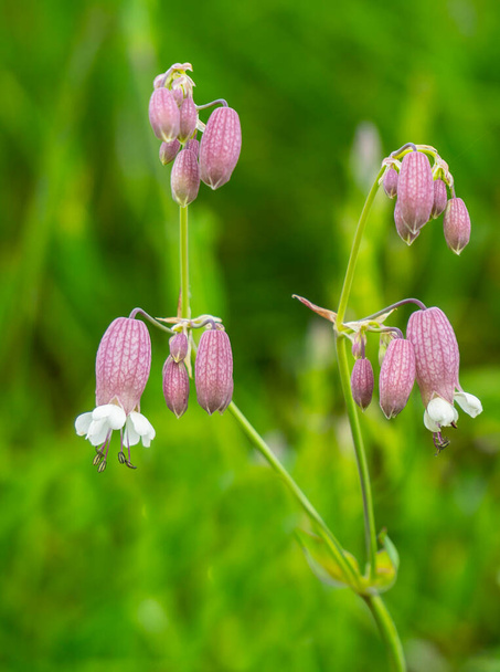 Silene vulgaris, or flake - a perennial herb. - Photo, Image
