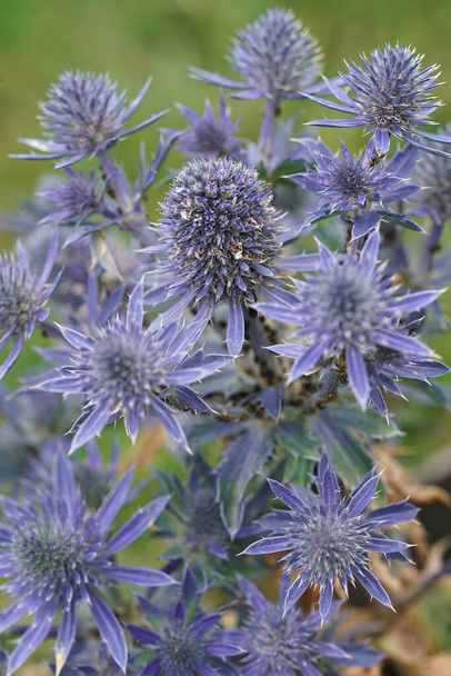 Luonnollinen lähikuva värikäs sininen Välimeri Holly, Eryngium bourgatii - Valokuva, kuva