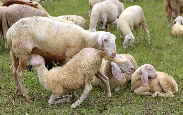 madre oveja alimentando a su cordero en el rebaño de ovejas blancas pastando
 - Foto, Imagen