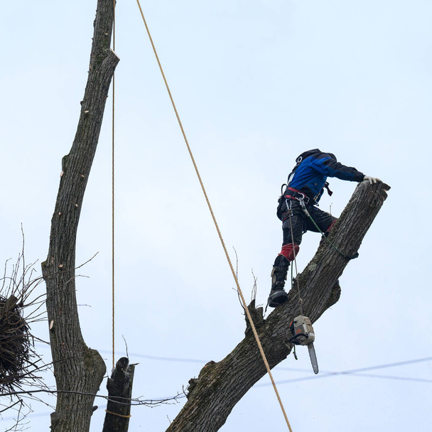 Чоловік розрізає гілки високого дерева, лісник з бензопилою розчищає дерево високих небезпечних грубих гілок, працює на висоті, небезпека для життя і чоловік альпініст
. - Фото, зображення