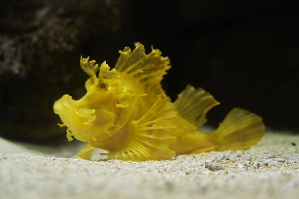 Muenster, Germany - 07 30 2022: Rhinopias frondosa, the weedy scorpionfish, also weed fish, is a bright yellow marine species. - Photo, Image