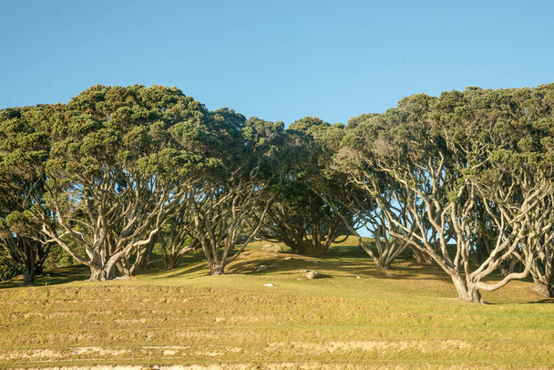 Terasovitý svah na straně hory Drury s pohutukawa stromy na vzestupu vzadu na hoře Maunganui, Tauranga. - Fotografie, Obrázek