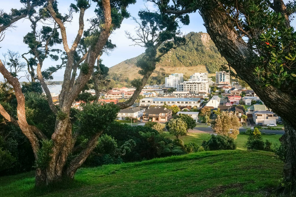 Вид на гору Маунгануї і місто обрамлені викрученими гілками путукава на горі Друрі, Тауранга Нова Зеландія. - Фото, зображення
