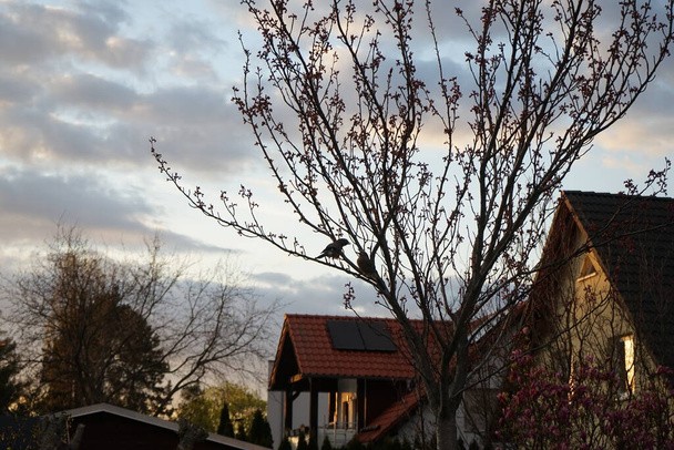 Two Garrulus glandarius birds perched on a Prunus serrulata "Kanzan" tree in April. The Eurasian jay, Garrulus glandarius, is a species of passerine bird in the crow family Corvidae. Berlin, Germany - Photo, Image