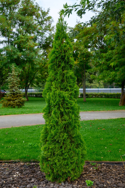 thuja occidentalis pyramidalis compacta in the city park, landscape design for landscaping parks and streets - Photo, Image