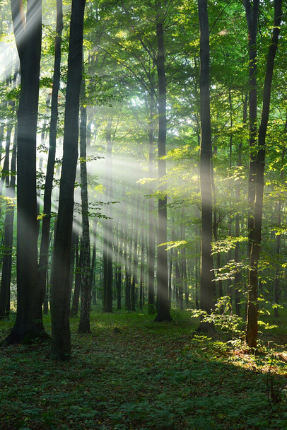 syksyaamuna metsässä - Valokuva, kuva