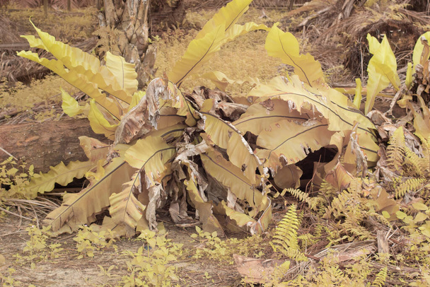 папороть дикого пташиного гнізда, що росте на стовбурі нафтової пальми
 - Фото, зображення