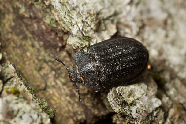Bark-gnawing beetle, Peltis grossa on birch bark, macro photo. This beetle belongs to the Trogossitidae family - Foto, afbeelding