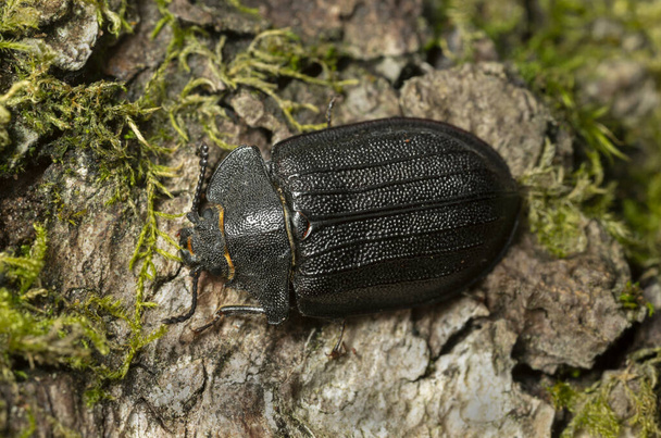 Bark-gnawing beetle, Peltis grossa on birch bark, macro photo. This beetle belongs to the Trogossitidae family - Foto, imagen
