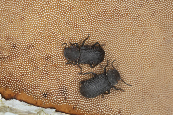 Darklig beetles, Bolitophagus reticulatus feeding on polypore, this beetle belongs to the Tenebrionidae family - Photo, Image