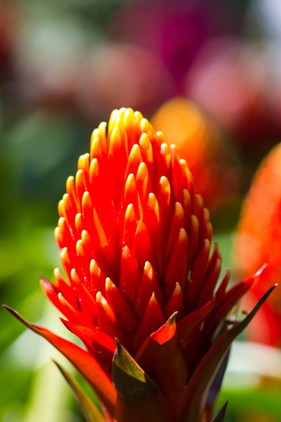 beautyful Bromeliad flower - Photo, Image