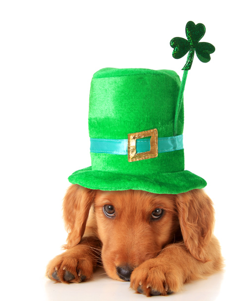 Setter irlandais chiot portant un chapeau
. - Photo, image