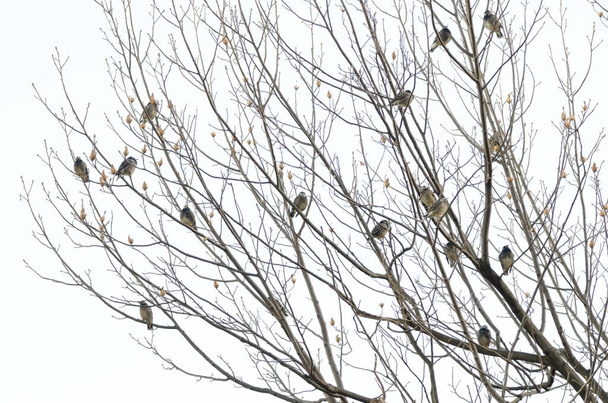 White-cheeked starlings Spodiopsar cineraceus perched on a tree. Hamarikyu Gardens. Tokyo. Honshu. Japan. - Photo, Image