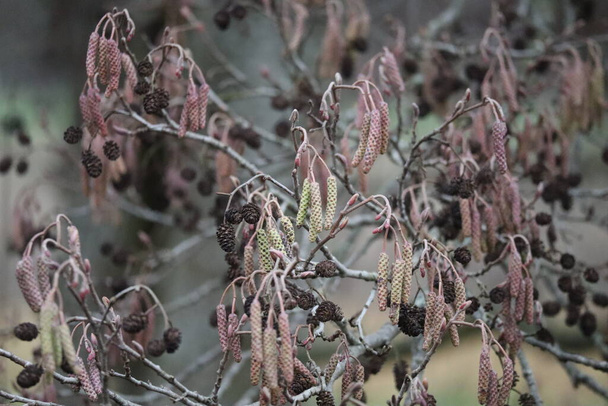 Fruits and Seeds of the Alder in Winter - Foto, Imagem