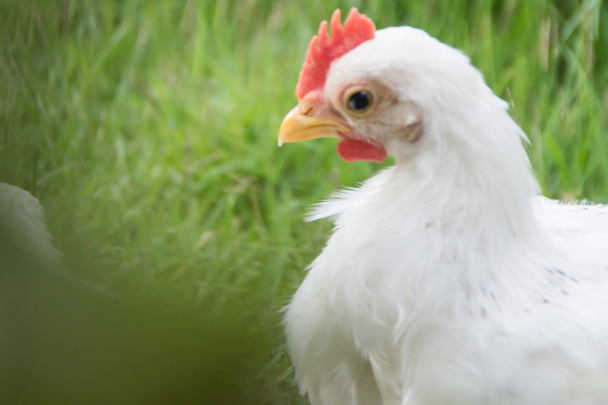 Закрыть белого цыпленка на зеленой траве
 - Фото, изображение