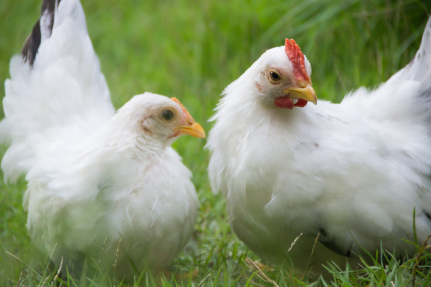 Deux poulets blancs sur herbe verte
 - Photo, image