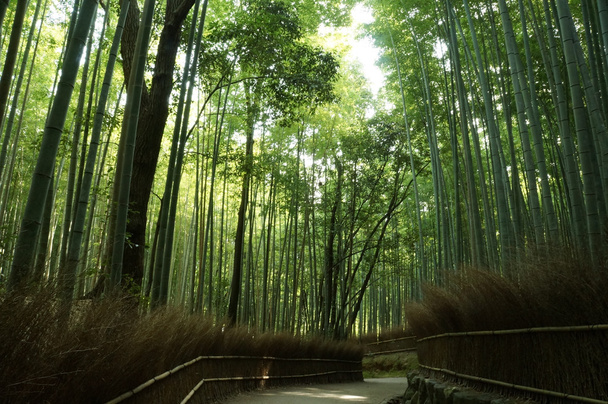 Bambu Forrest Arashiyama, Sagano'da, Kyoto, Japonya - Fotoğraf, Görsel