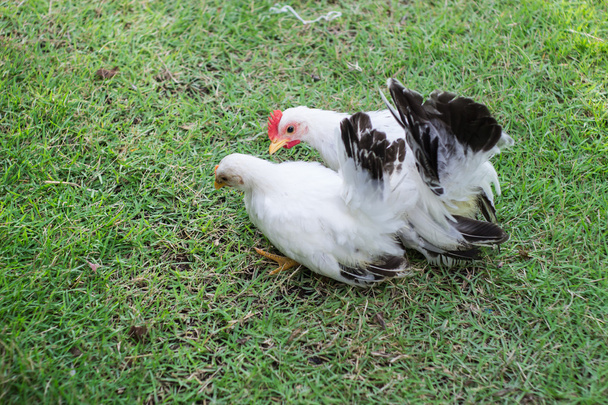 緑の芝生に 2 つの白い鶏 - 写真・画像