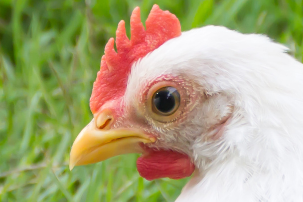 Закрыть белого цыпленка на зеленой траве
 - Фото, изображение