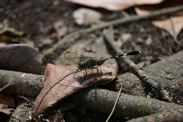 Orthetrum Sabina Drury or green rhinoceros dragonfly - Photo, image