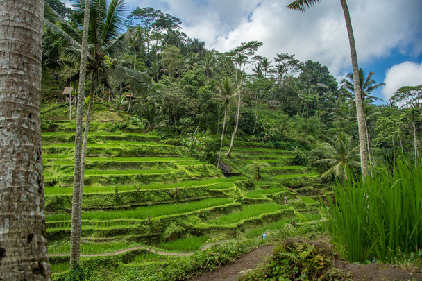 Οι ταράτσες ρυζιού Tegallalang στο ινδονησιακό νησί διακοπών του Μπαλί - Φωτογραφία, εικόνα