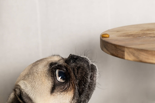 Собака-мопс с очаровательным лицом пытается поймать еду. Собака смотрит на еду. Поедание собак. - Фото, изображение
