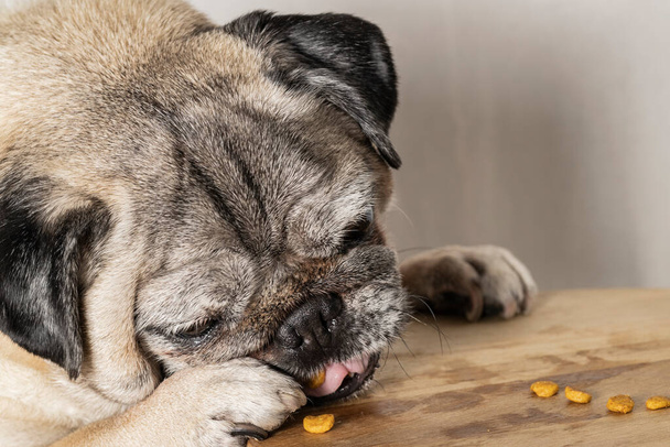 Pug breed dog with adorable face trying to catch food. Dog looking at food. Dog eating. - Photo, Image