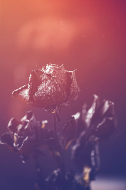 Dried black roses, bunch of beautiful faded flowers on dark background - Photo, Image