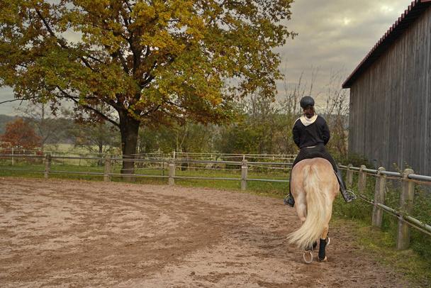 світло - коричневий Гафлінгер з бежевою гривою і навчання їздця на землі в Баварії. - Фото, зображення