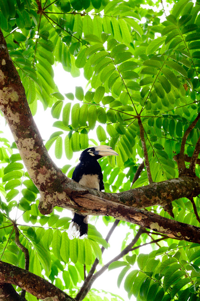 Small young hornbill bird - Foto, afbeelding