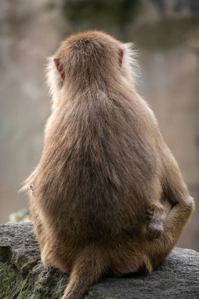 Mother and Baby Hamadryas Baboon from the Back - Foto, afbeelding