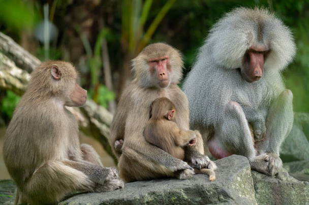 Family of Hamadryas Baboons Sitting Together - Foto, afbeelding