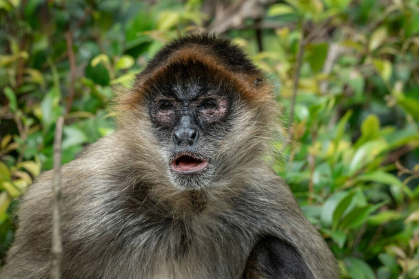 Портрет обезьяны-паука в тройке - Фото, изображение