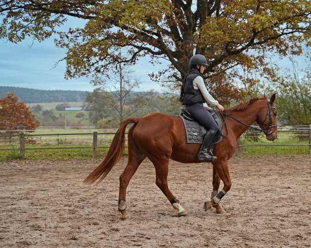Training with the red-brown Oldenburg mare on a riding arena in autumn - Foto, afbeelding