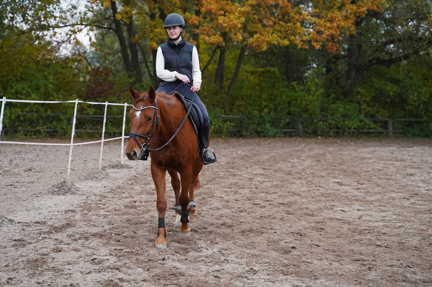 Training with the red-brown Oldenburg mare on a riding arena in autumn - Zdjęcie, obraz
