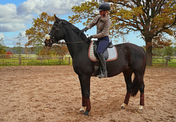 バイエルンの乗馬場での黒い馬とライダーの訓練 - 写真・画像