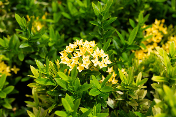 ixora fleur dans le jardin - Photo, image