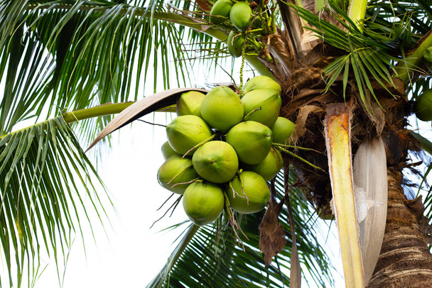 Coconut tree with bunches of coconut fruits - Foto, Imagen